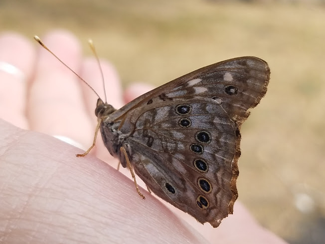 Eyed Brown Butterfly